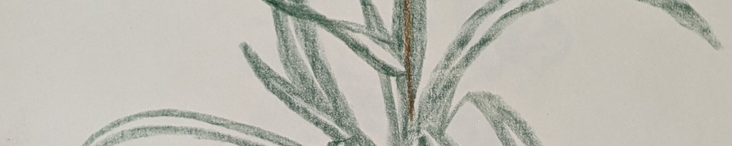 Spider Plant Sketch - Sandra Burns Art