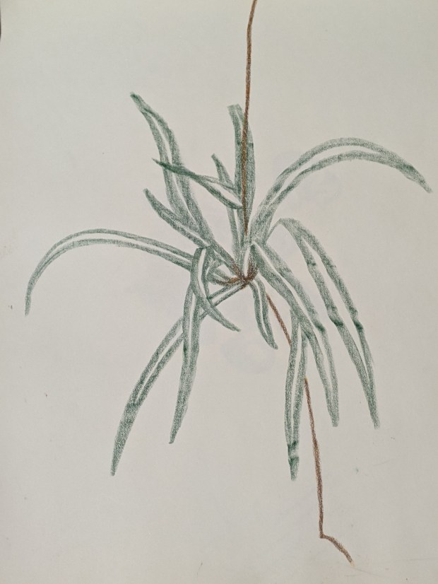 Spider Plant Sketch - Sandra Burns Art