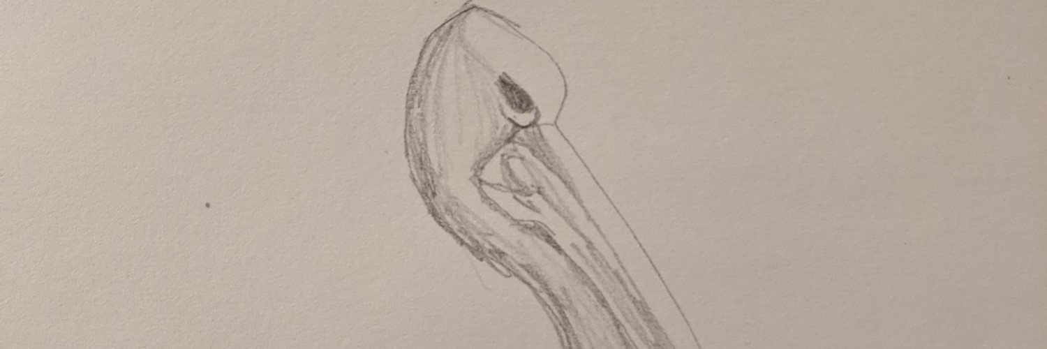Australian Pelican | Sandra Burns Art