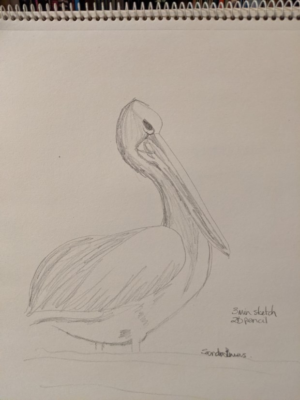 The Pelican | Sandra Burns Art