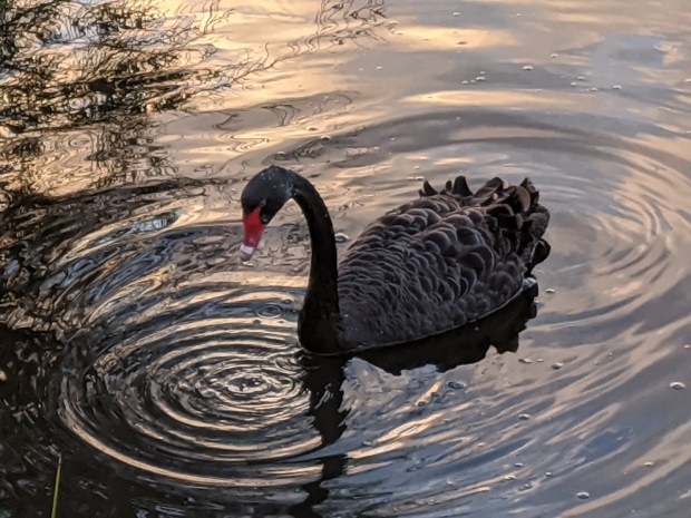 Bird Photography Black Swan