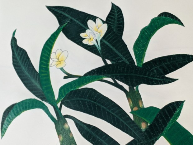 Frangipani (plumeria rubra) | Sandra Burns Art