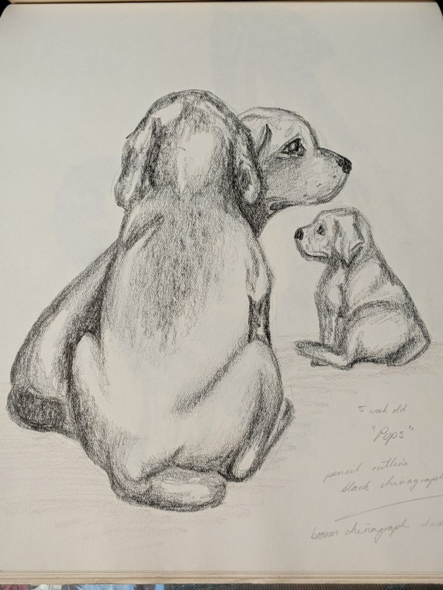 Weimaraner Puppies | Sandra Burns Art