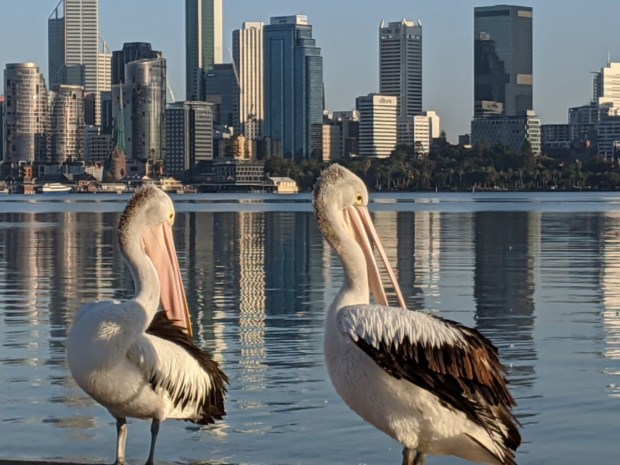 Pelicans of South Perth | Sandra Burns Photography