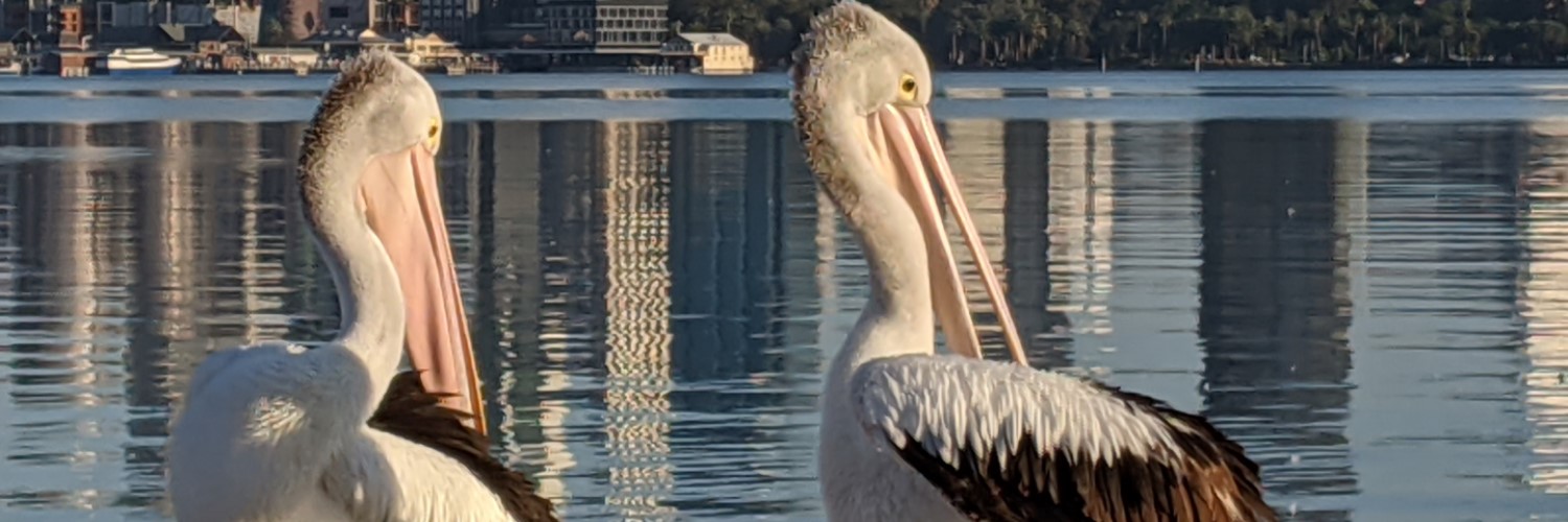 Pelicans of South Perth | Sandra Burns Photography