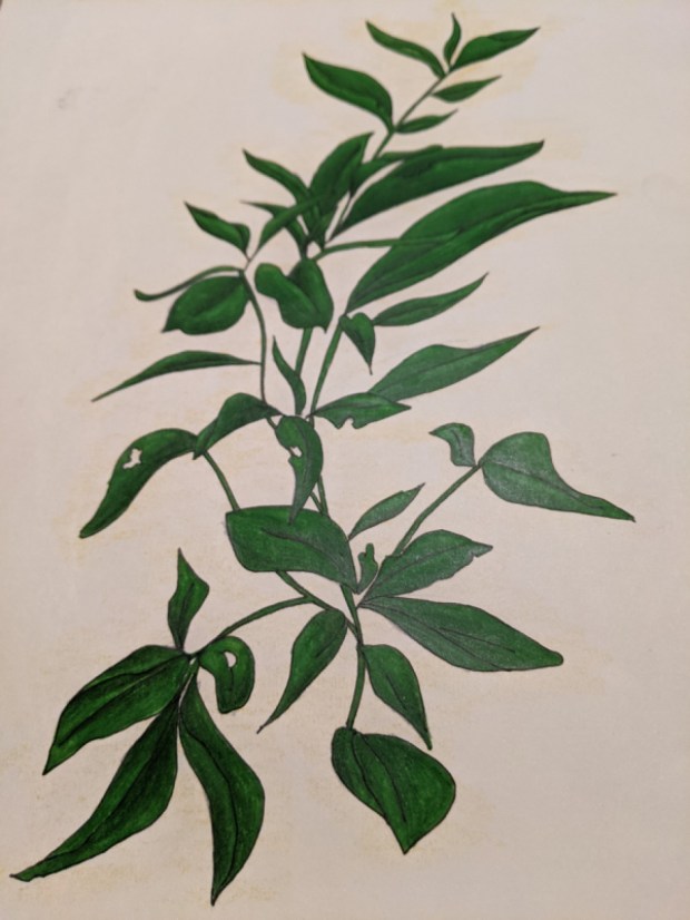 Plant Life | Sandra Burns Art