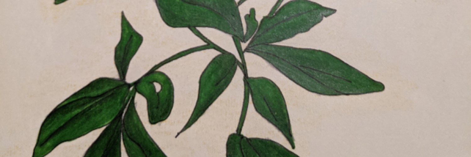 Plant Life | Sandra Burns Art