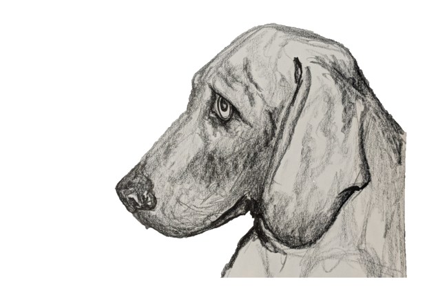 Weimaraner | Sandra Burns ART