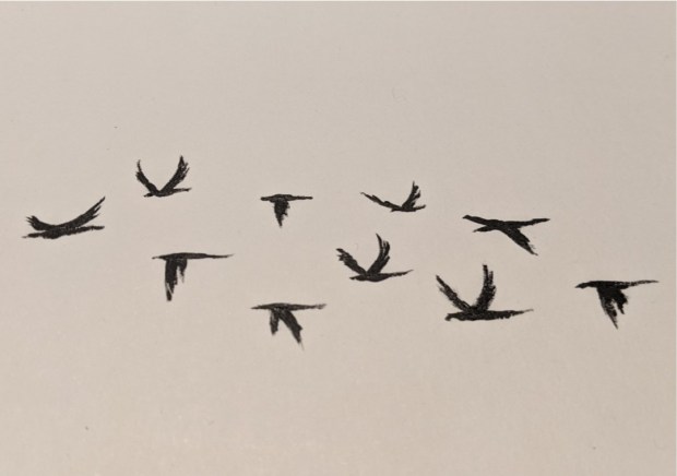 sketchbook flock of birds | Sandra Burns ART  -  birds in flight, black acrylic paint on white paper