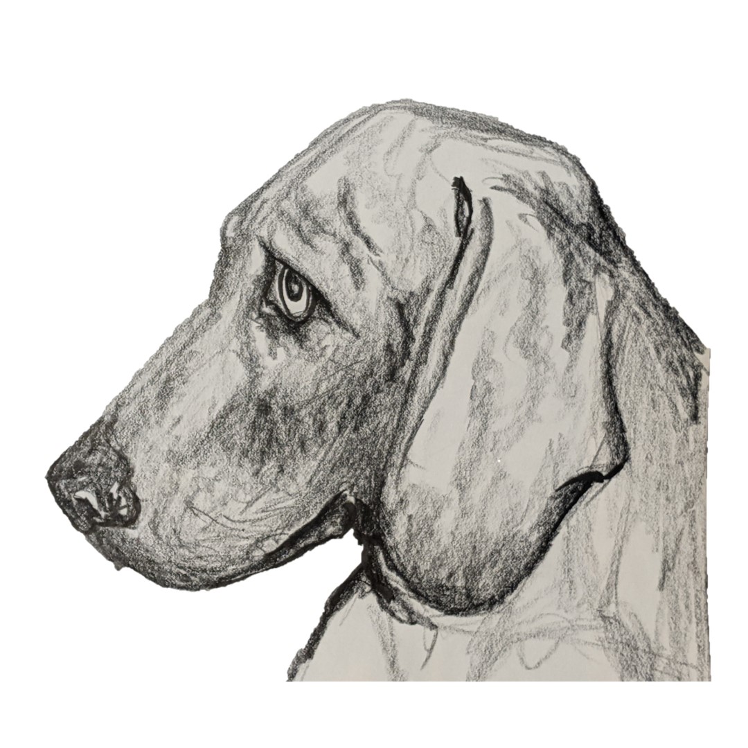 BRUTUS THE WEIMARANER - Sandra Burns ART - nature art, Weimaraner art, grey gray dog, classic weimaraner expression, chinagraph pencil, wax pencil, black paint highlights - nature art for sale, original mixed media drawing on paper