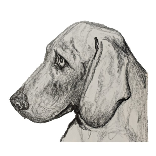 Brutus Weimaraner - Sandra Burns ART