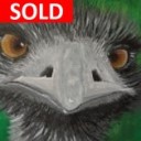 EDDIE THE EMU - Sandra Burns ART - nature art for sale SOLD, Australian Emu with amazing eyes looking at you, black white grey gray feathers, green background, acrylic painting on paper