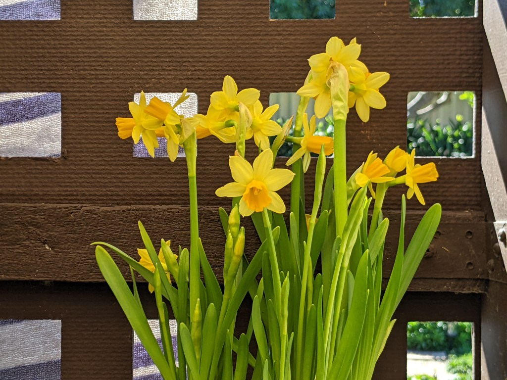 art inspiration - daffodils in the garden