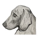 BRUTUS THE WEIMARANER - Sandra Burns ART - nature art, grey gray dog, classic weimaraner expression, chinagraph pencil, wax pencil, black paint highlights, mixed media on paper