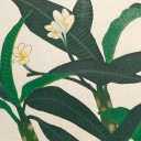 EXOTIC BLOOM - Sandra Burns ART - nature art, yellow and white frangipani flowers offset against deep green foliage leaves, chinagraph pencil / wax pencil drawing on paper