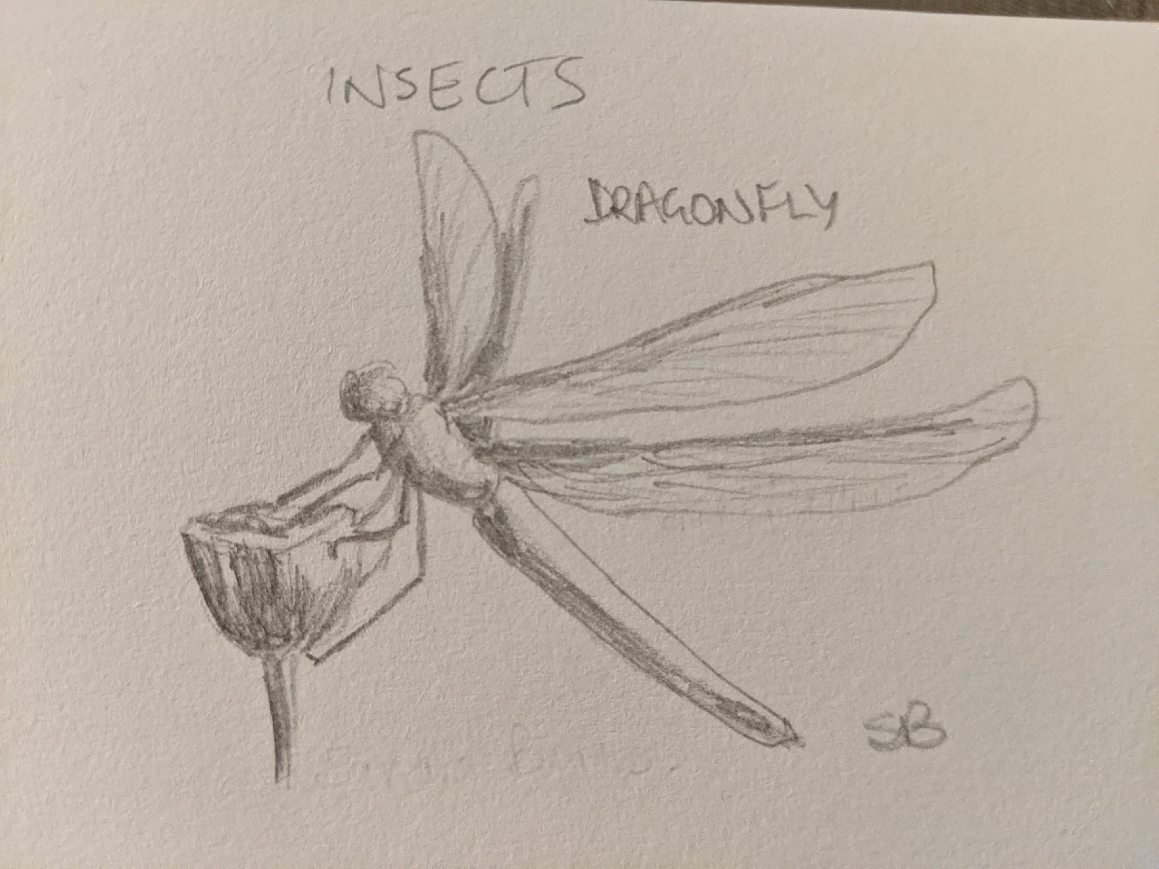 dragonfly sketch - Sandra Burns ART - pencil sketch of a dragonfly clinging to a small flower bud - sketchbook art