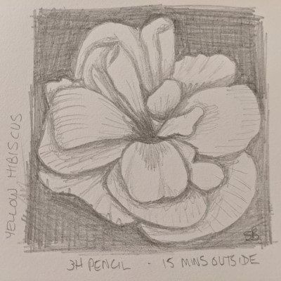 hibiscus sketch - Sandra Burns ART - a pencil sketch showing the beautiful folds of hibiscus petals with light shading on the petals and a dark thatched background, drawn in 3H pencil