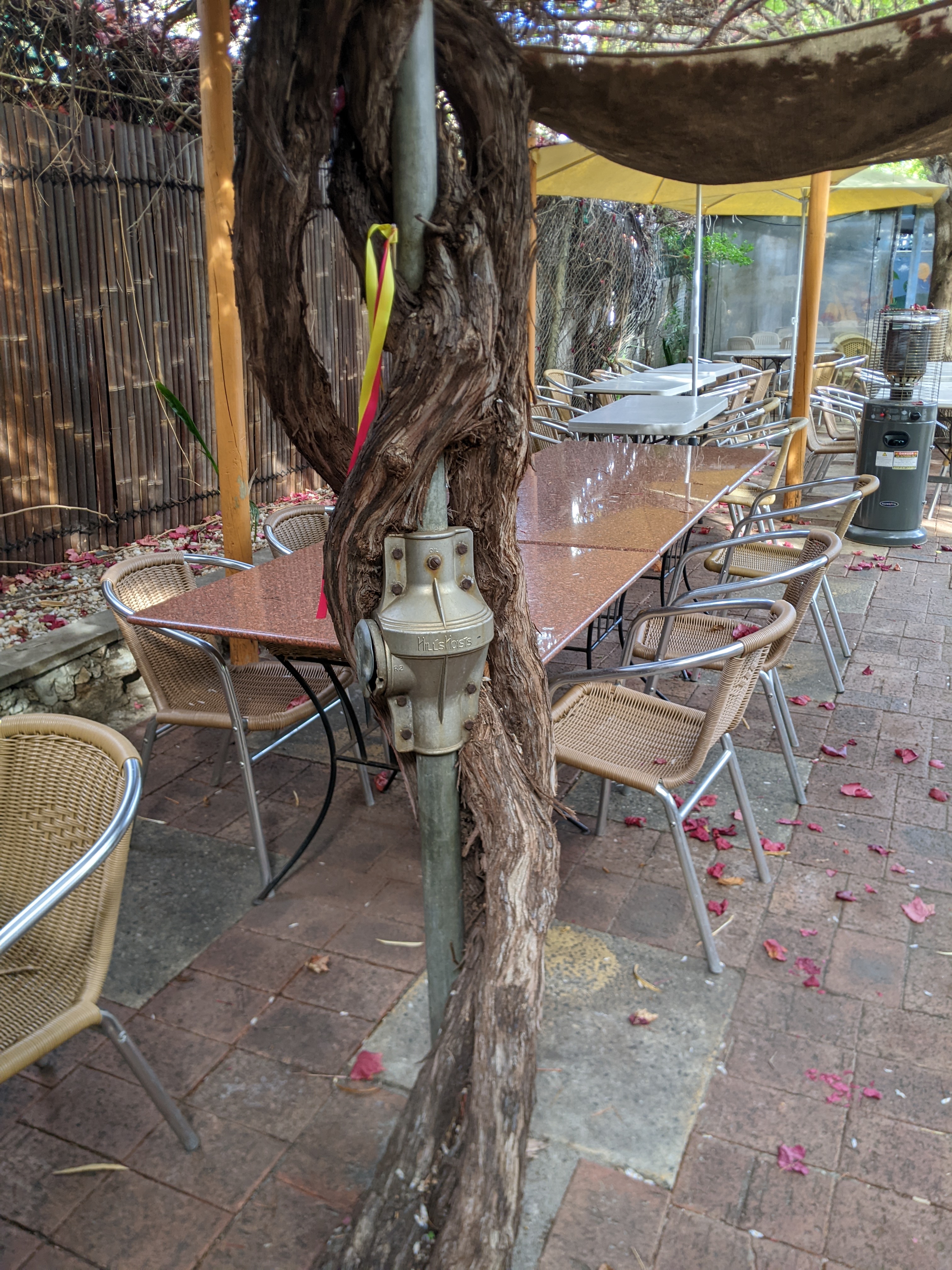 Nature Will Always Win - a tree trunk entwined around a washing line post - winning
