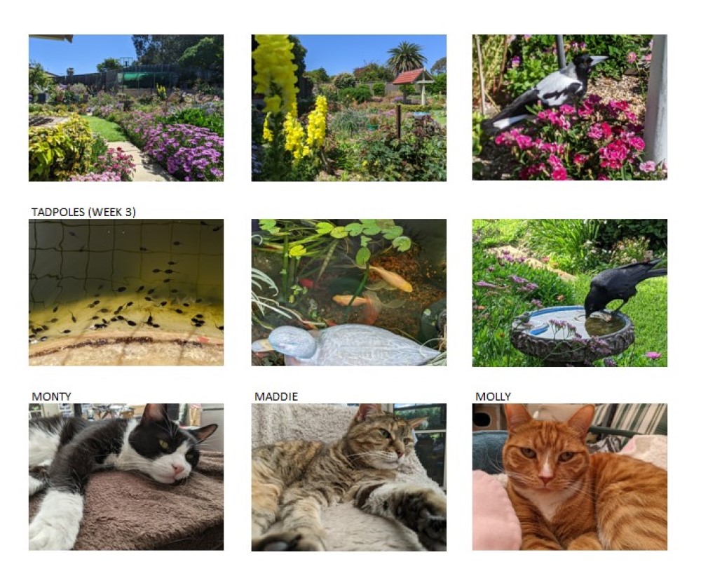 A visit to my Mum's garden - fish ponds, fish, tadpoles, frogs, birds (magpies, crows, pink and grey galahs, white cockatoos), bobtail lizards, geckos, butterflies, bees, dragonflies, and more.