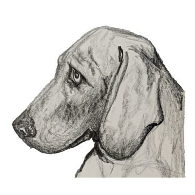 BRUTUS THE WEIMARANER - Sandra Burns ART - nature art, grey gray dog, classic weimaraner expression, chinagraph pencil, wax pencil, black paint highlights - nature art for sale, original mixed media drawing on paper