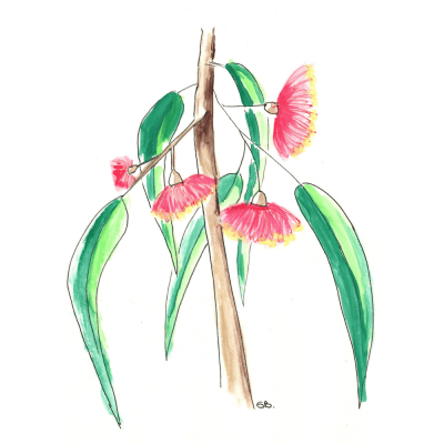 GUM TREE TUTUS - Sandra Burns ART - nature art, Australian gum tree flower painting, red green brown, flowers that look like ballerina tutus, the feeling of summer, feeling at peace - nature art for sale, original watercolour painting on paper