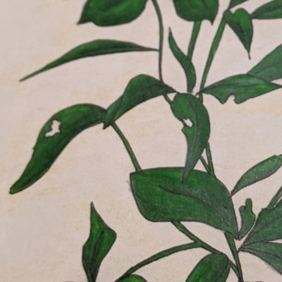 Plant Life - imperfections - Sandra Burns ART - close up of a plant drawing showing nature's imperfections on the leaves