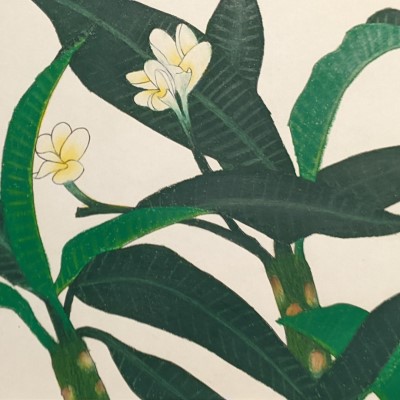 EXOTIC BLOOM - Sandra Burns ART - nature art, yellow and white frangipani flowers offset against deep green foliage leaves - original nature art for sale, drawing on paper