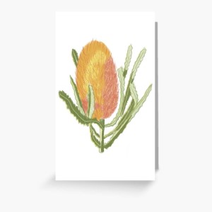 BANKSIA - by Sandra Burns ART - original Australian Banksia flower artwork reproduced on greeting cards, prints, and more