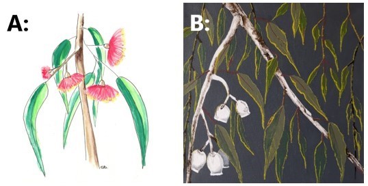 Gum Trees by Sandra Burns ART - "Gum Tree Tutus" and "Australian Gum Nuts"