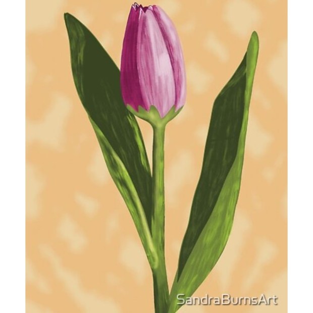 PINK TULIP - by Sandra Burns ART
