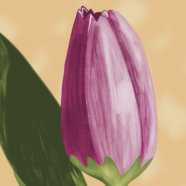 PINK TULIP - close-up - Sandra Burns ART